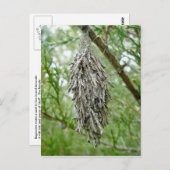 Bagworm Briefkaart (Voorkant / Achterkant)