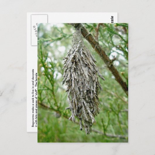 Bagworm Briefkaart (Voorkant / Achterkant)