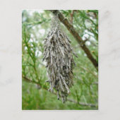 Bagworm Briefkaart (Voorkant)