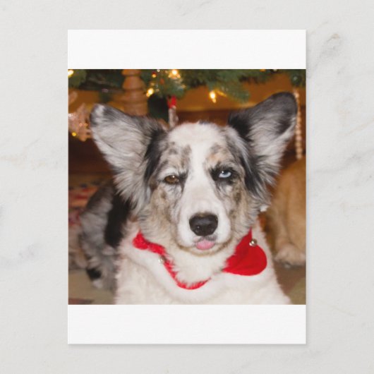 Bah Humbug!!! Briefkaart (Voorkant)