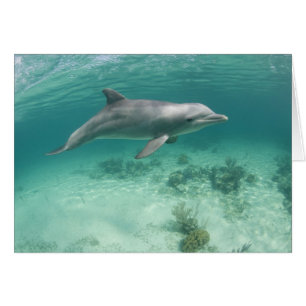 Bahama's, Grand Bahama-eiland, Freeport, Captive 6