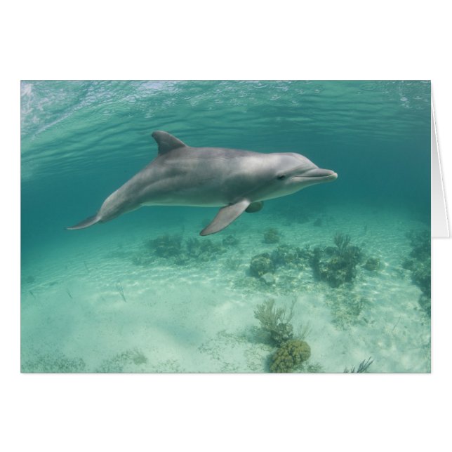 Bahama's, Grand Bahama-eiland, Freeport, Captive 6 (Voorkant Horizontaal)