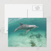 Bahama's, Grand Bahama-eiland, Freeport, Captive 6 Briefkaart (Voorkant / Achterkant)