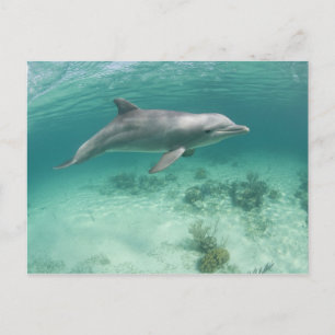 Bahama's, Grand Bahama-eiland, Freeport, Captive 6 Briefkaart