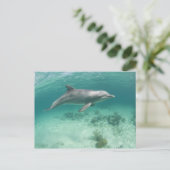 Bahama's, Grand Bahama-eiland, Freeport, Captive 6 Briefkaart (Staand voorkant)