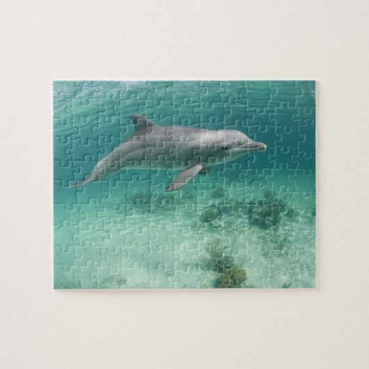 Bahama's, Grand Bahama-eiland, Freeport, Captive 6 Legpuzzel (Horizontaal)