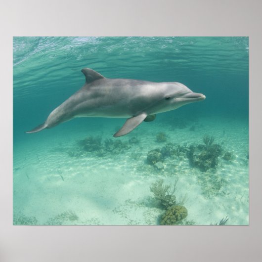 Bahama's, Grand Bahama-eiland, Freeport, Captive 6 Poster (Voorkant)