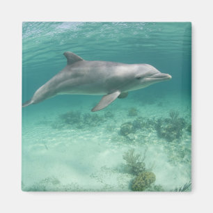 Bahamas, Grand Bahama Island, Freeport, Captive 6 Magneet