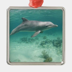 Bahamas, Grand Bahama Island, Freeport, Captive 6 Metalen Ornament