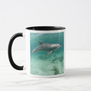 Bahamas, Grand Bahama Island, Freeport, Captive 6 Mok
