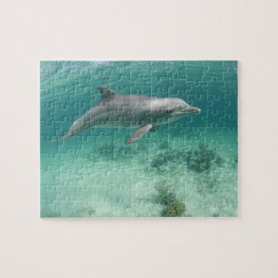 Bahamas, Grand Bahama Island, Freeport, Gevangene Legpuzzel