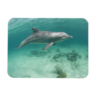 Bahamas, Grand Bahama Island, Freeport, Gevangene Magneet