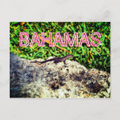 Bahamas Lizard Briefkaart (Voorkant)