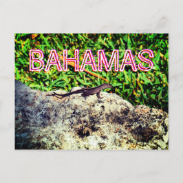 Bahamas Lizard Briefkaart