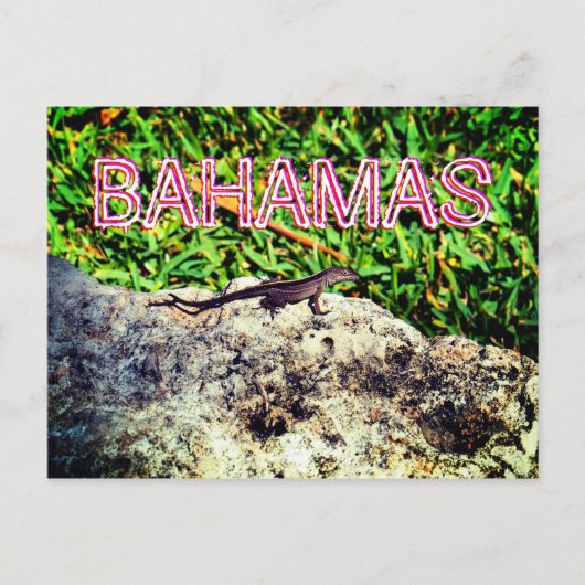 Bahamas Lizard Briefkaart (Voorkant)