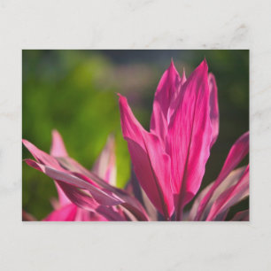 BAHAMAS, New Providence Island, Nassau: Paradijs Briefkaart