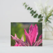 BAHAMAS, New Providence Island, Nassau: Paradise Briefkaart (Staand voorkant)