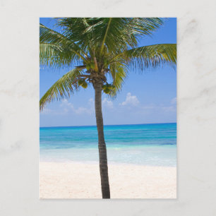 Bahamas Palm Tree Briefkaart