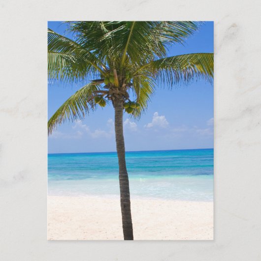 Bahamas Palm Tree Briefkaart (Voorkant)