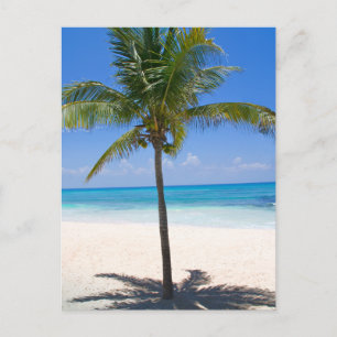 Bahamas Palm Tree Briefkaart