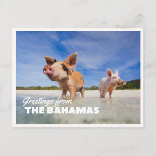 Bahamas Varkensfoto Exuma Cay Vintage Groet Briefkaart
