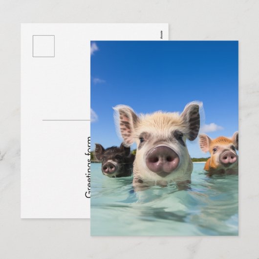 Bahamas Zwemvarken 2024 Feestdagenkaart (Voorkant / Achterkant)