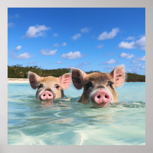 Bahamas Zwemvarken 2024 Poster (Voorkant)