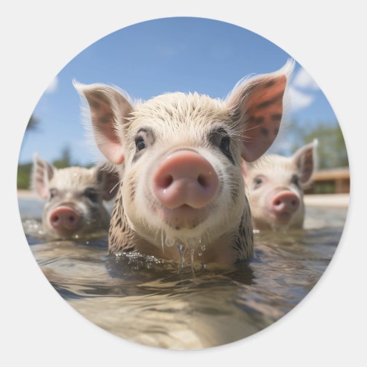 Bahamas Zwemvarkens - Exuma Pig Beach Adventure Ronde Sticker (Voorkant)
