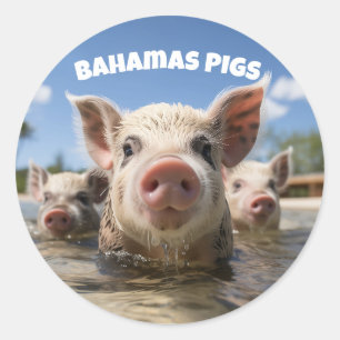 Bahamas Zwijn die Zwemt - Exuma Varkensstrand Avon Ronde Sticker