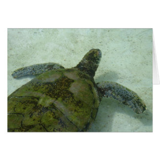 Bahamasschildpad