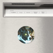 Bailey Magneet (Insitu (Vaatwasser))