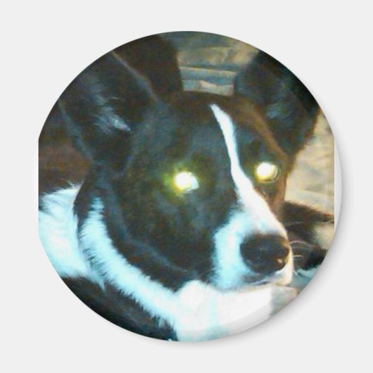 Bailey Magneet (Voorkant)