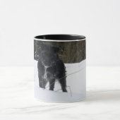 Bailey The Patterdale Terrier Mok (Midden)