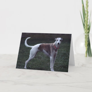 "Bailey" Whippet Foto Wenskaart Kaart