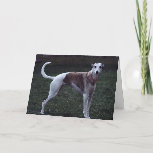 "Bailey" Whippet Foto Wenskaart Kaart (Voorkant)