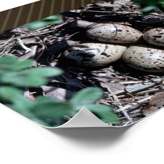 Baird's Sandpiper Nest with Eggs Poster (Hoek)
