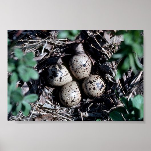 Baird's Sandpiper Nest with Eggs Poster (Voorkant)