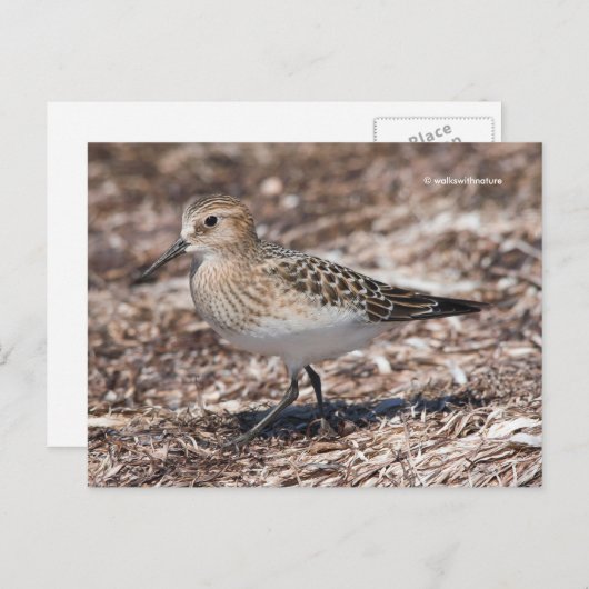 Baird's Sandpiper op het strand Briefkaart (Voorkant / Achterkant)