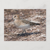 Baird's Sandpiper op het strand Briefkaart (Voorkant)