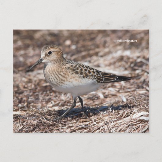 Baird's Sandpiper op het strand Briefkaart (Voorkant)