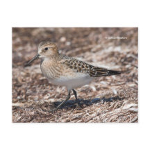 Baird's Sandpiper op het strand