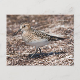 Baird's Sandpiper op het strand Briefkaart