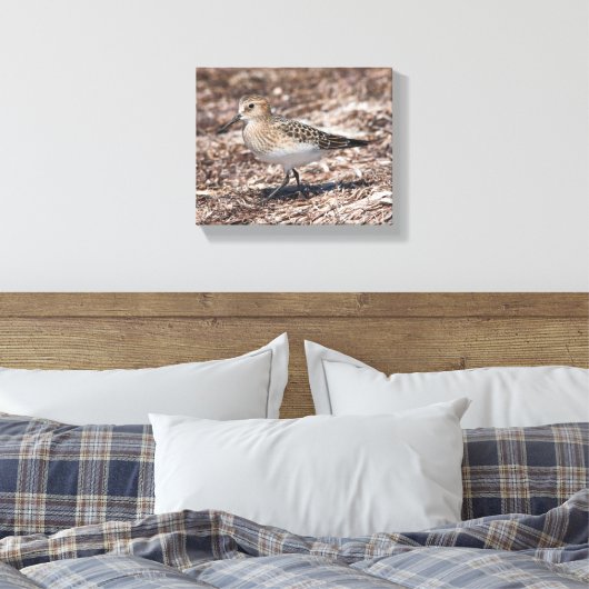 Baird's Sandpiper op het strand Canvas Afdruk (Insitu (Slaapkamer))
