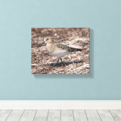 Baird's Sandpiper op het strand Canvas Afdruk (Insitu (Houten vloer))