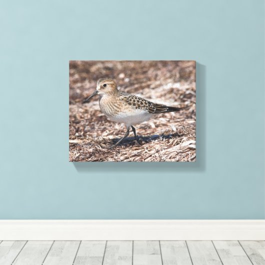 Baird's Sandpiper op het strand Canvas Afdruk (Insitu (Houten vloer))