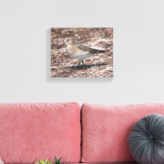 Baird's Sandpiper op het strand Canvas Afdruk (Insitu (Woonkamer))