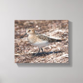Baird's Sandpiper op het strand Canvas Afdruk (Voorkant)