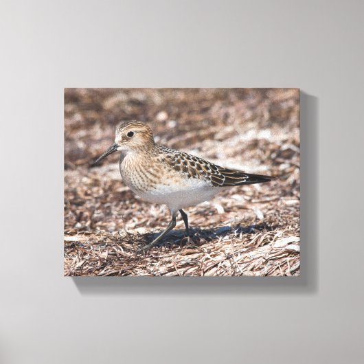 Baird's Sandpiper op het strand Canvas Afdruk (Voorkant)
