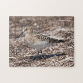 Baird's Sandpiper op het strand Legpuzzel