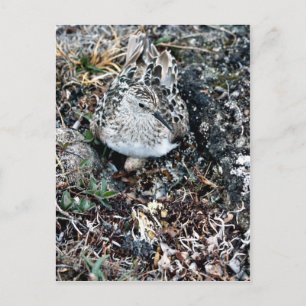 Baird's Sandpiper op Nest Briefkaart